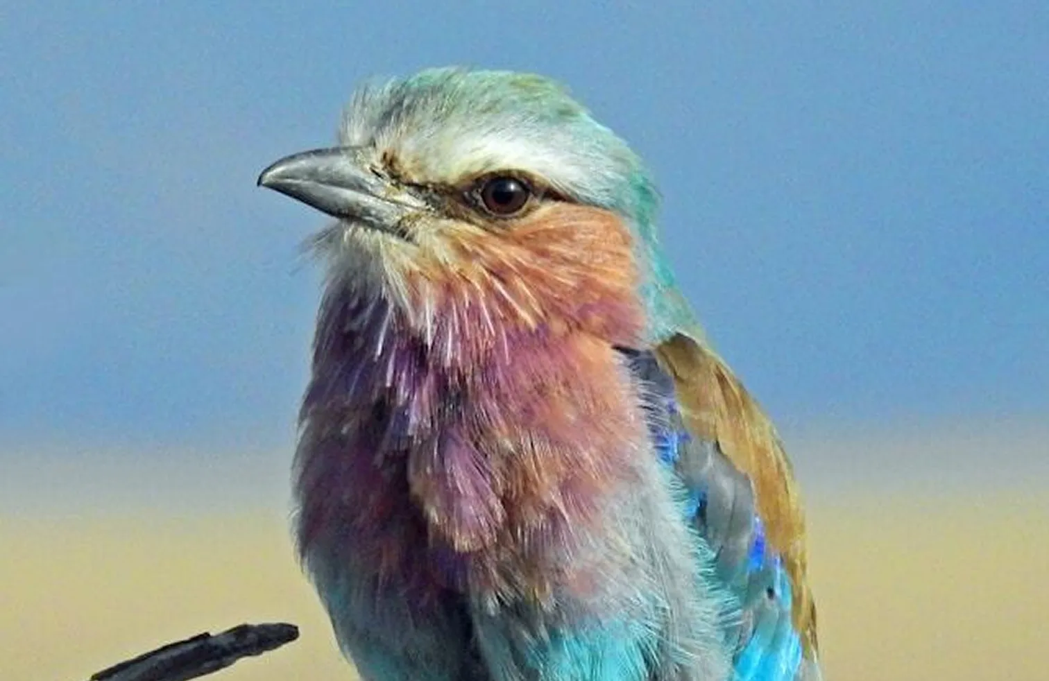 Wildlife sample (before); opens sharpen compare